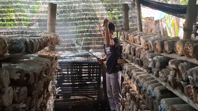 Manfaatkan Lahan Kosong, Pemuda di Kediri Raup Jutaan Rupiah dari Budidaya Jamur