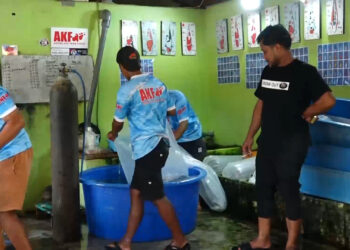 Kediri Resmi Jadi Rumah Kedua Indonesia Koi Breeder, Dorong Koi Lokal Menembus Pasar Internasional