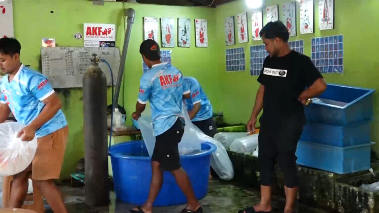 Kediri Resmi Jadi Rumah Kedua Indonesia Koi Breeder, Dorong Koi Lokal Menembus Pasar Internasional