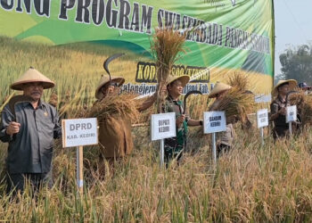 Kodim 0809 Kediri bersama Pemkab Kediri Panen Raya Dukung Swasembada Pangan Nasional