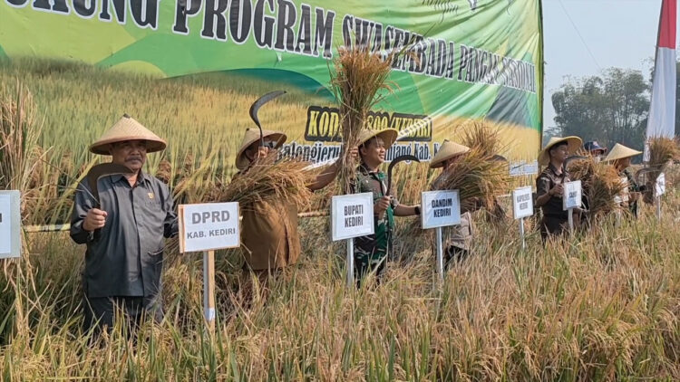Kodim 0809 Kediri bersama Pemkab Kediri Panen Raya Dukung Swasembada Pangan Nasional