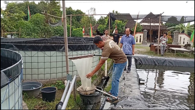 Inovasi Bulenia, Bisnis Baru Dari Air Limbah Lele