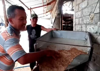 Peternak Menjerit Harga Ulat Kandang Rendah