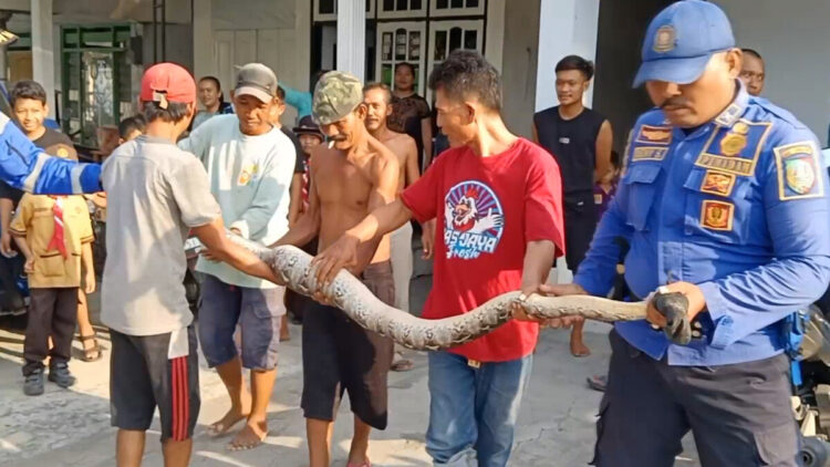 Ular Piton Sepanjang Empat Meter Ditangkap Warga Jombang