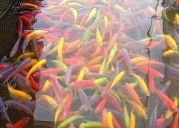 Bisnis Ikan Hias Kabupaten Kediri Masih Menjanjikan