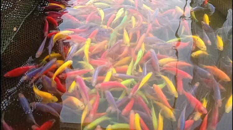 Bisnis Ikan Hias Kabupaten Kediri Masih Menjanjikan