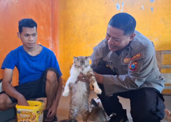 Polisi di Kediri Rawat Ratusan Kucing Liar Terlantar dengan Sukarela
