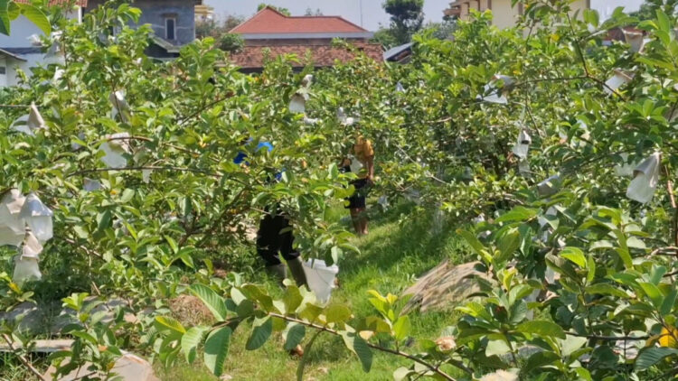 Budidaya Jambu Kristal Jumbo di Tulungagung Makin Menjanjikan