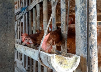 Harga  Ayam Trenggalek Naik Di Tengah Produksi Melimpah