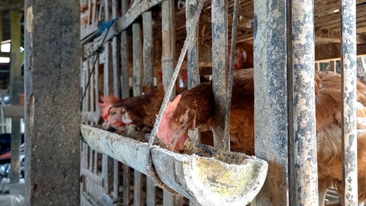 Harga  Ayam Trenggalek Naik Di Tengah Produksi Melimpah