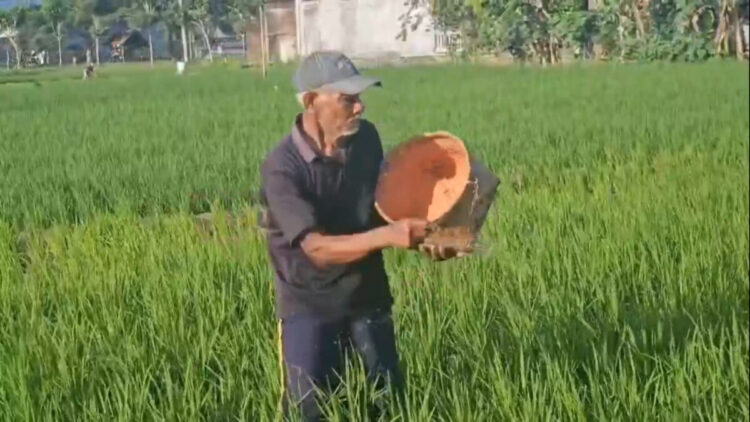 Serapan Pupuk Subsidi di Trenggalek Capai 61 Persen