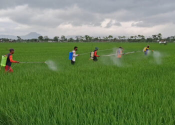 Petani Desa Kiping Gelar Penyemprotan Massal Atasi Hama Wereng