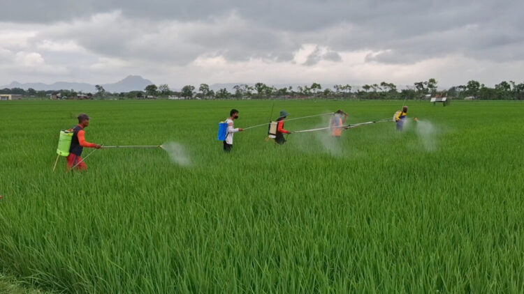 Petani Desa Kiping Gelar Penyemprotan Massal Atasi Hama Wereng