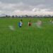 Petani Desa Kiping Gelar Penyemprotan Massal Atasi Hama Wereng