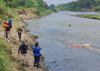 Bangkai Sapi Ditemukan di Sungai Brantas, Dikhawatirkan Sebarkan Penyakit