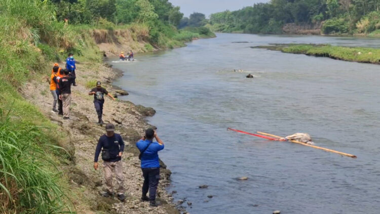 Bangkai Sapi Ditemukan di Sungai Brantas, Dikhawatirkan Sebarkan Penyakit