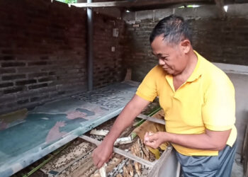 Budidaya Jangkrik Warga Srengat Raup Jutaan Rupiah