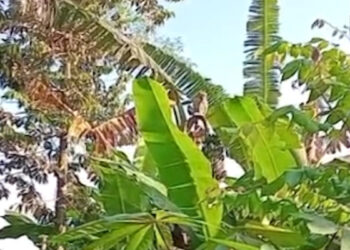 Dua Ekor Monyet Liar Resahkan Warga dan Sekolah di Jombang