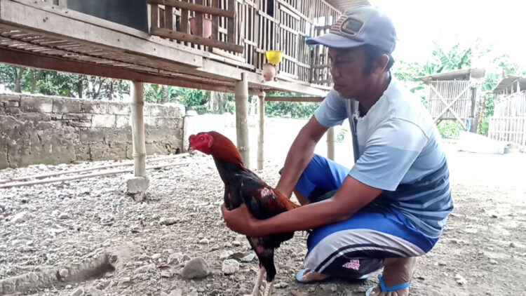 Warga Blitar Raup Puluhan Juta dari Budidaya Ayam Petarung