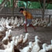 Harga Daging Bebek Anjlok Peternak Blitar Menjerit