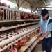 Imbas MBG Harga Telur Naik Peternak Bernafas Lega