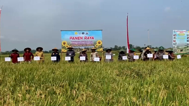 Kelompok Tani Tugu Makmur Sukses Terapkan PHT, Produksi Padi Meningkat