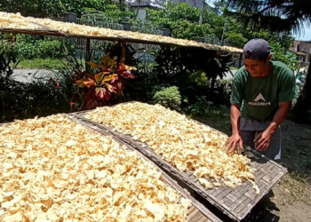 Musim Penghujan Para Perajin Keripik Gadung di Blitar Berhenti Produksi 