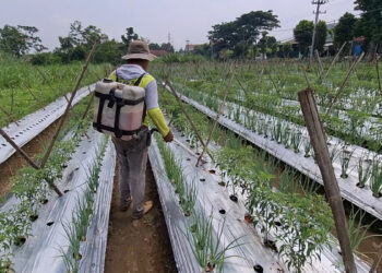 Harga Masih Relatif Tinggi, Petani Beralih Tanam Cabai