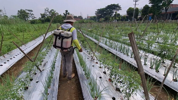 Harga Masih Relatif Tinggi, Petani Beralih Tanam Cabai