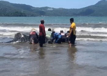 Penyelamatan Hiu Paus Terdampar di Pantai Cengkrong Trenggalek