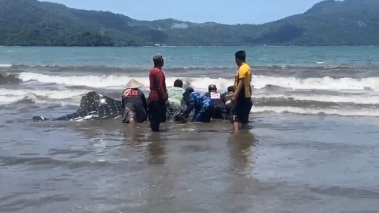Penyelamatan Hiu Paus Terdampar di Pantai Cengkrong Trenggalek