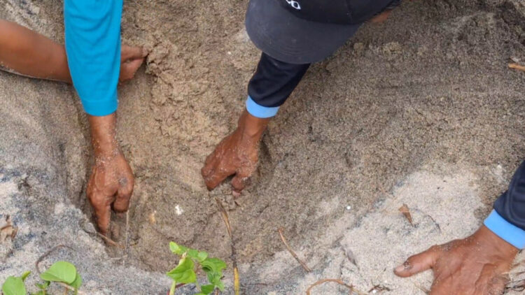Perjuangan Pokdarwi Sanggaria Selamatkan Penyu Secara Swadaya di Pantai Sanggar Tulungagung