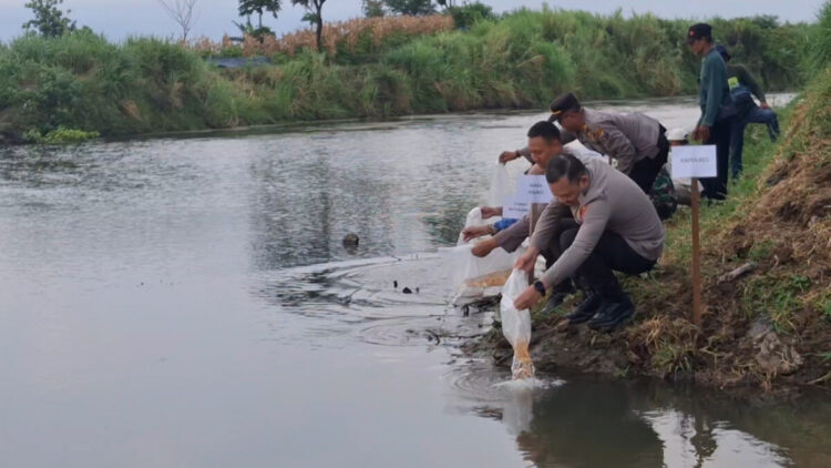 Pelestarian Ekosistem, 5 Ribu Benih Ikan Tombro Ditebar di Sungai Parit Agung
