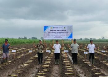 Bongkar Ratoon PG Ngadiredjo Kediri, Langkah Nyata Menuju Swasembada Gula Nasional