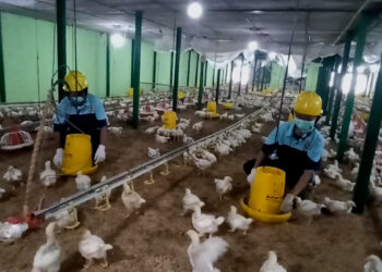 Bangun Peternak Muda SMK Kademangan Didik Siswa Beternak Moderen 