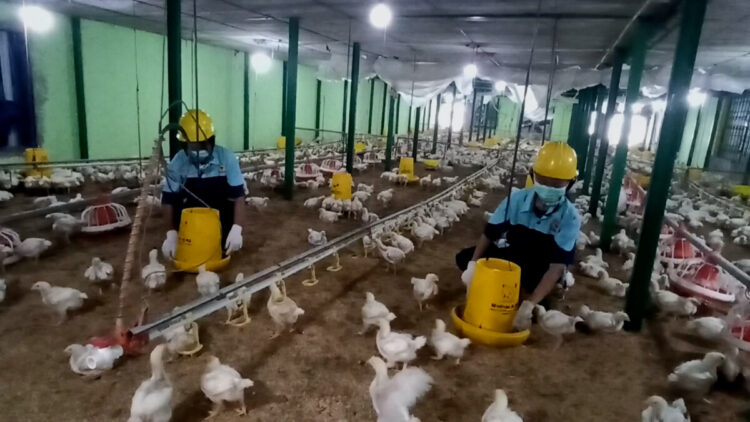 Bangun Peternak Muda SMK Kademangan Didik Siswa Beternak Moderen 