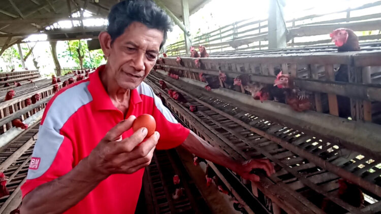 Harga Telur Ayam di Blitar Stabil Jelang Natal dan Tahun Baru
