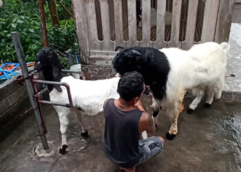 Gagal Tes Polisi Pria di Blitar Sukses Breeding Kambing Etawa Raup Cuan Ratusan Juta