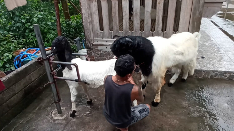Gagal Tes Polisi Pria di Blitar Sukses Breeding Kambing Etawa Raup Cuan Ratusan Juta