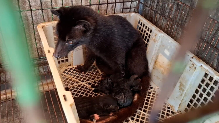 Pria Asal Kediri Sukses Ternak Musang Pandan Omzet Puluhan Juta