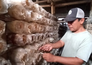 Mantan TKI di Blitar Hasilkan Jutaan Rupiah Dari Budidaya Jamur Tiram