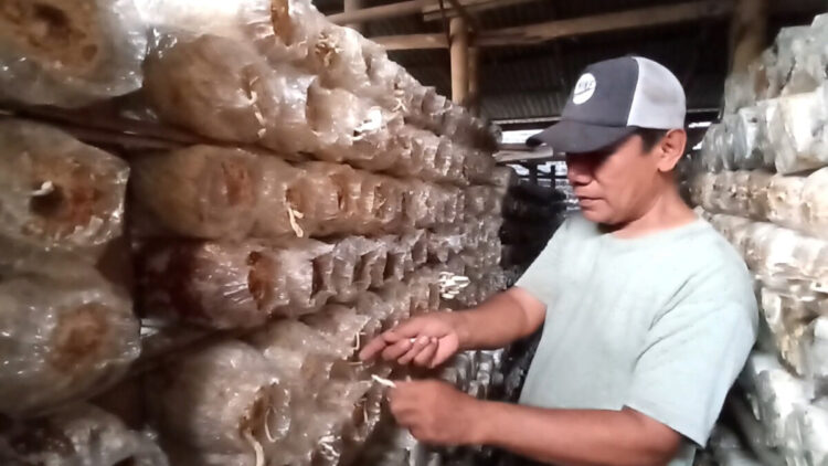 Mantan TKI di Blitar Hasilkan Jutaan Rupiah Dari Budidaya Jamur Tiram