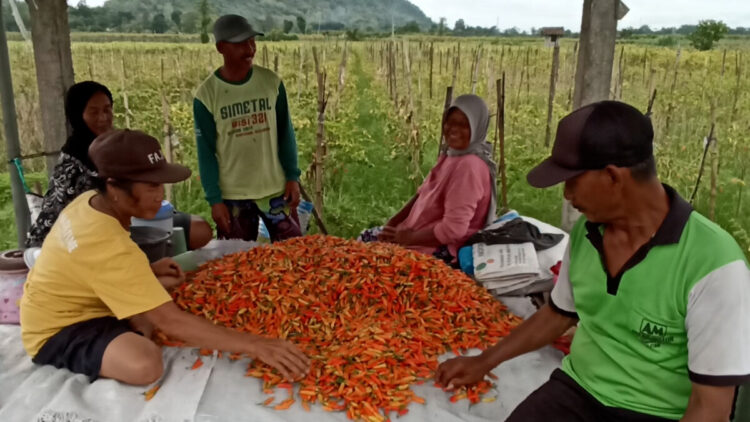 Harga Cabai Rawit Anjlok, Petani di Blitar Was-Was Terancam Merugi 