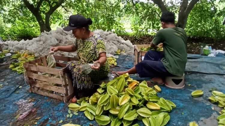 Harga Blimbing Anjlok Petani Merugi 