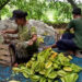 Harga Blimbing Anjlok Petani Merugi 