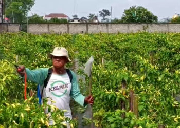 Harga Cabai Rawit di Blitar Anjlok Petani Terancam Merugi