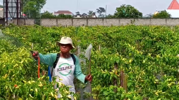 Harga Cabai Rawit di Blitar Anjlok Petani Terancam Merugi