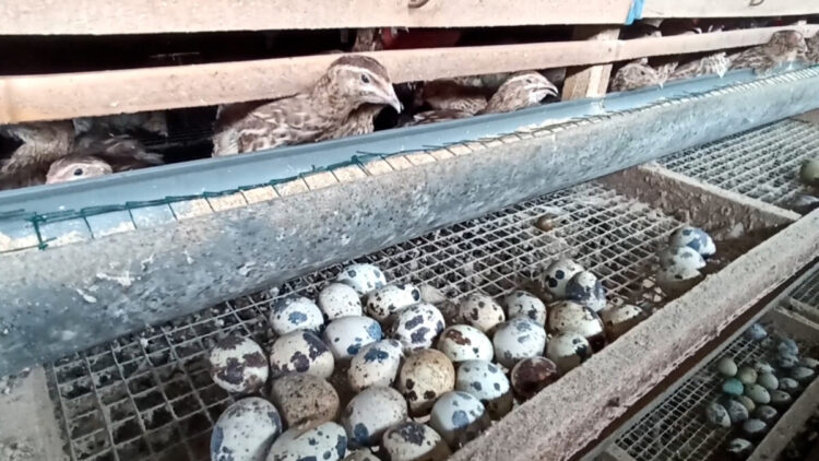 Harga Telur Naik Tajam Peternak Puyuh  di Blitar Bernafas Lega