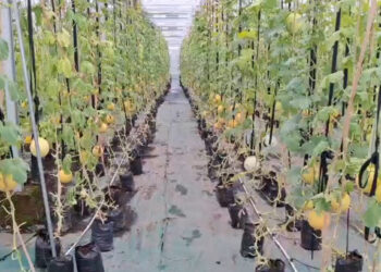 Lahan Kosong Disulap Jadi Area Pertanian Modern