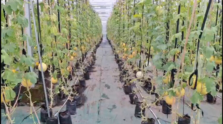 Lahan Kosong Disulap Jadi Area Pertanian Modern